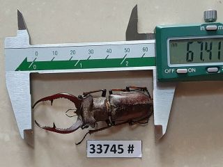 Vietnam Beetle Lucanus Ps.  67mm,  33745 Pls Check Photo (a1)