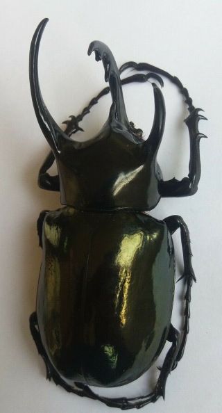 Beetle Freak.  Freak.  Chalcosoma Chiron Chiron,  80up,  Java - Indonesia