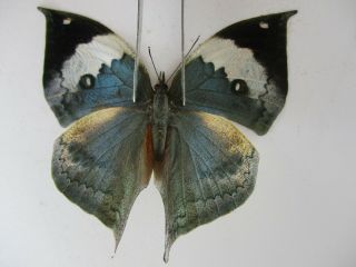 N10257.  Unmounted Butterflies: Kallima Sp.  South Vietnam.  Dong Nai.