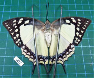 Unmounted Butterfly Nymphalidae Polyura Eudamippus Ssp.  Female Laos Rare