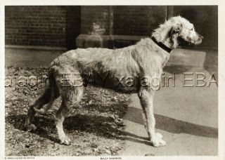 Dog Irish Wolfhound Red Cross War Dog Id 
