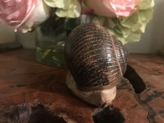 Vintage 70 ' s French Ceramic Pottery Snail Decor gastropod figurine mollusk 7