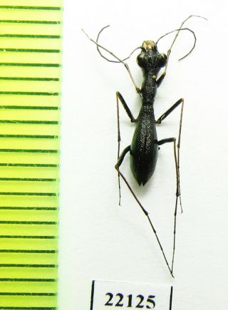 Cicindelinae,  Dromica Sp. ,  Zambia