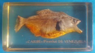 Vintage Piranha Set In Taxidermy Resin - Caribe (piranha) De Venezuela
