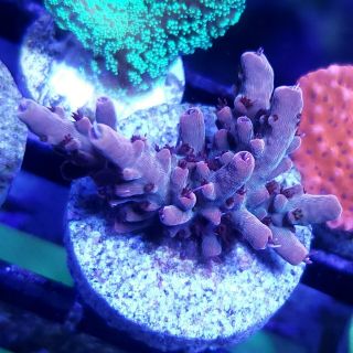 Coral Wysiwyg $500 Efflo Acro (reef,  Lps,  Sps,  Zoa,  Hammer,  Torch,  Acro,  Paly,  Chalice)
