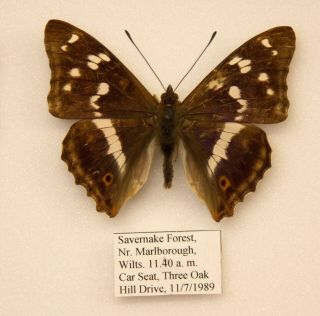 Purple Emperor - A Wild Caught Male,  Savernake - British Butterfly