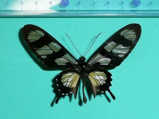 Parides Hahneli (repaired) Male From Brazil