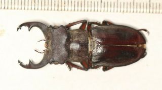 Beetle Lucanidae Lucanus Liupengyui 40.  1mm Tibet
