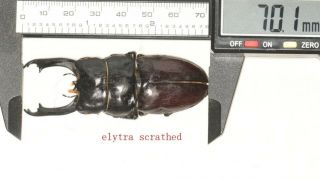 Beetle Lucanidae Dorcus Sp.  70.  1mm W.  Yunnan