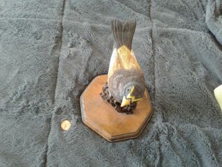 Hand Carved,  Mounted Grossbeak On Driftwood By R.  J.  Stout,  7 