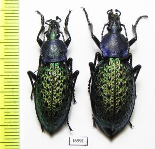 Carabidae,  Carabus (coptolabrus) Sp. ,  Pair,  China