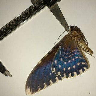 Noctuidae/moth Thysania Agrippina Sp Code 137 From Peru