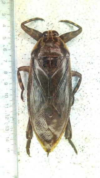 Insect : Lethocerus Maximus Aquatic Cockhroach 109mm A1 Giant