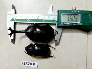 Vietnam Beetle Trypoxylus Dichotomus 75mm,  33874 Pls Check Photo (a1)