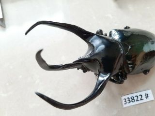 Vietnam Beetle Chalcosoma Caucasus 117mm,  33822 Pls Check Photo (a1)