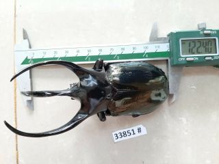 Vietnam Beetle Chalcosoma Caucasus 122mm,  33851 Pls Check Photo (a1)