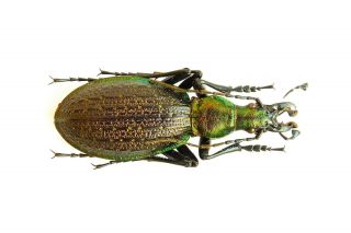 Carabidae Carabus Acoptolabrus Gehinii Nishijimai Male 33mm