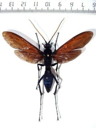 Hymenoptera Pepsis Sp.  1,  Panama.  70 Mm Large Rare