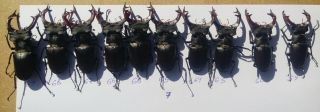 Coleoptera Lucanidae Lucanus Cervus A1 / 59 - 69 Mm / Ukraine