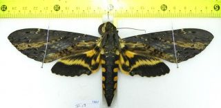 Sphingidae; Neococytius Cluentius (, 195mm) Female A1 / French Guiana