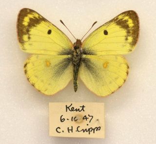 Pale Clouded Yellow - Wild Caught,  Kent,  1947 - British Butterfly