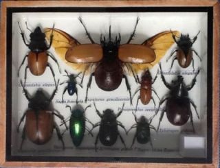 Real Exotic Insect Display Scorpion Jewel Beetle Bug Cicada Taxidermy Gift