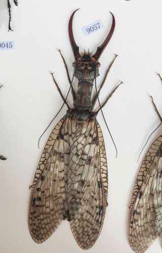Acanthacorydalis Orientalis 137mm From Anhui China No.  9057 Large