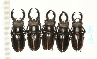 Beetle Lucanidae Lucanus Cheni Tibet 46 To 51mm