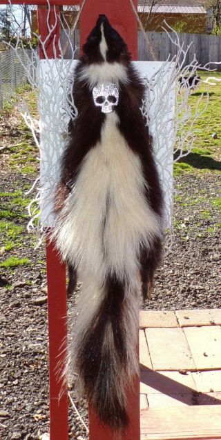 Taxidermy Skunk Pelt Wall Hang/mounted Head/no Odor Removable Skul Fox/fur/cabin