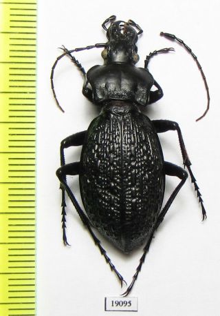 Carabidae,  Carabus (imaibius) Cashmirensis,  Pakistan