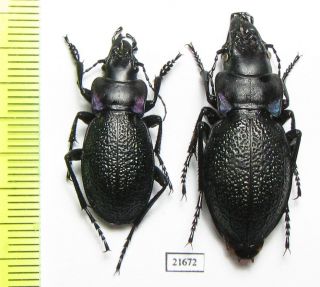 Carabidae,  Carabus (cratocephalus) Solskyi,  Pair,  Kazakhstan