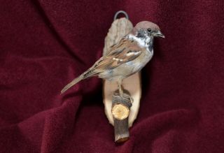 Tree Sparrow Taxidermy Bird Mount Feldsperling Präparat