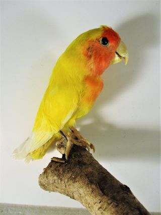 Real Taxidermy Budgie Parakeet,  Lovebird.