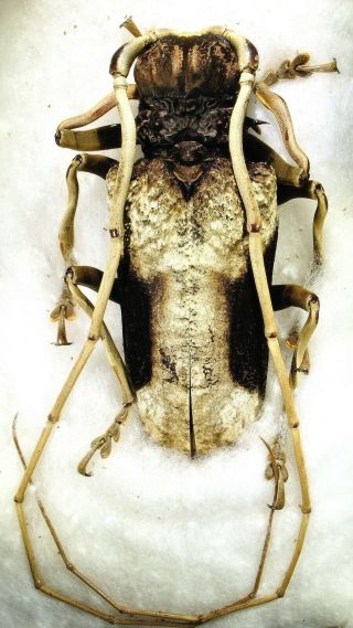 Cerambycidae,  Petrognatha Gigas,  66mm,