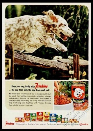 1953 English Setter Photo Friskies Dog Food Vintage Print Ad