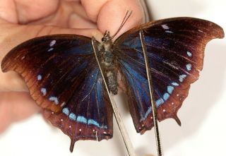 Nymphalidae Charaxes Lycurgus Female Rare From Cameroon