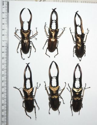 Lucanidae.  6 X Cyclommatus Metallifer,  80mm.  Palu (37)