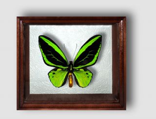 Ornithoptera Priamus Male In The Frame Of Expensive Breed Of Real Wood
