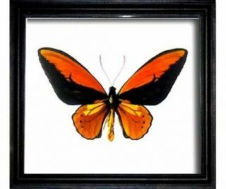 Ornithoptera Croesus Toeantei.  Real Insect In Frame Made Of Expensive Wood