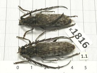 K1816 Unmounted Cerambycidae Vietnam Central “ Location”
