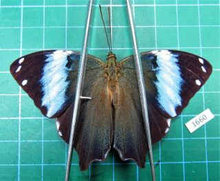 Unmounted Butterfly Nymphalidae Prothoe Franck Male Laos Rare