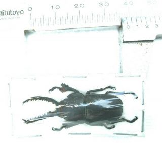 Very Rare Black Color Lamprima Adolphinae 38mm From Irian Jaya Indonesia