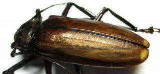 N001 Cerambycidae: Prioninae: Remphan Hopei Male 84.  5mm Very Large