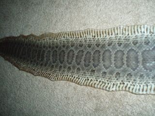 Rattlesnake Skin Prairie Rattler Hide Not Tanned Dry Wrap Blanks Snake Skin Q6