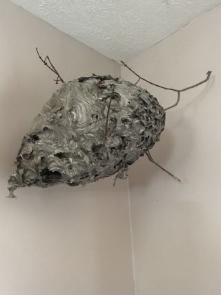 Giant Paper Wasp Nest