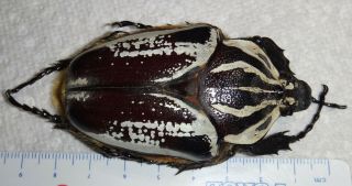 Goliathus Goliathus Conspersus 74.  2mm Female Africa 1 - L Goliath Beetle Insect