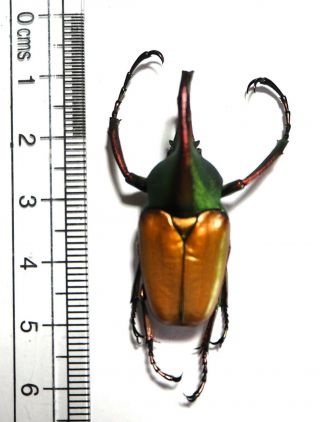 Cetoniidae.  Theodosia Antoinei.  West Kalimantan (8)