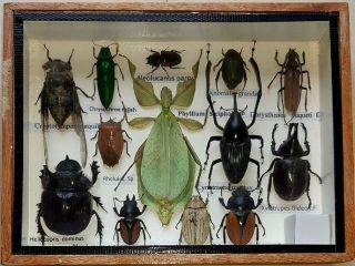 Real Beetle Rare Insect Display Phyllium Bug Taxidermy Collectible