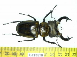 Lucanus Lucanidae Stag Beetle Real Insect Vietnam Be (13510)