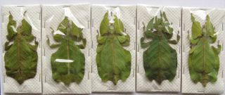 Phyllium Pulchrifolium Green 5 Females Giant Leaf Insect Taxidermy Art